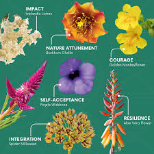 Image result for Buchnera ciliolata