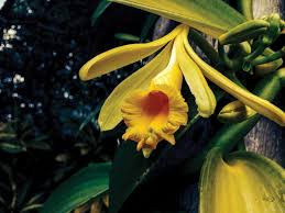 Check out top brands on ebay. Homegrown Vanilla Edible South Florida