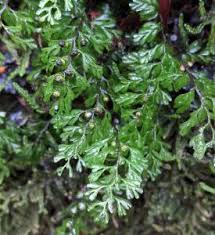 Image result for Hymenophyllum tunbridgense