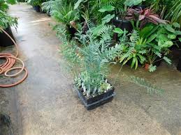 Image result for Encephalartos munchii