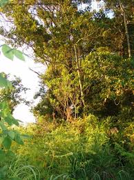 Image result for Deinbollia sp. A