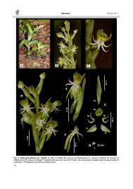 Image result for Habenaria livingstoniana