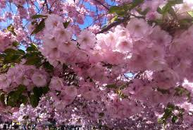 We did not find results for: Where To See Cherry Blossoms In Sweden Routes North