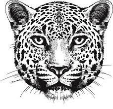 Black and white line drawing of a cheetah`s face. Leopard Face Tattoo Design Leopard Tattoos Leopard Face Jaguar Tattoo
