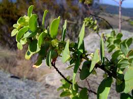 Image result for Clutia paxii