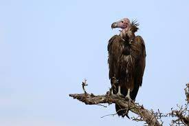 The best wallpapers of the common buzzard only here! Buzzards Ugly Birds That Provide A Public Service Expert Says Texas A M Today