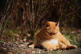Pin By Kelly Cramer On Maeo Meow Cats Cute Animals Crazy Cats