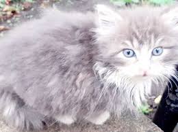 This advert is located in and around leicester, leicestershire. Fluffy Grey Male Kitten For Sale In Bradford Bd3 On Freeads Classifieds Mixed Breed Classifieds