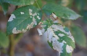 Check spelling or type a new query. Yard And Garden When Sawfly Larvae Visit The Garden News