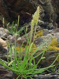 Image result for Plantago