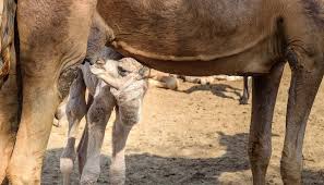 Others give birth to very immature embryo type babies which then certain species of skinks give birth to live babies while others lay eggs. Mammary Glands The Definitive Guide Biology Dictionary