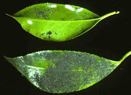 Image result for sooty mould