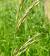 Yorkshire Fog Grass