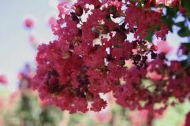 I don't think i am over watering them. Common Crepe Myrtle Problems Information On Crepe Myrtle Diseases And Crepe Myrtle Pests