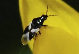 Smaller independent farmers also went into produce gardening. Survey Of Flowering Plants In Hawaii As Potential Banker Plants Of Anthocorid Predators For Thrips Control Sciencedirect