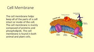 Plant cell is mainly composed of. Cells By Brooke Sheppard Ppt Download