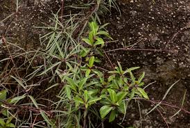 Image result for Cryptolepis cryptolepioides