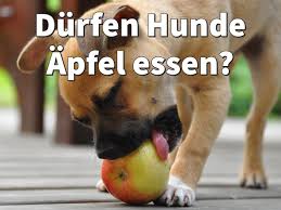 Pin Auf Hunde Nahrung