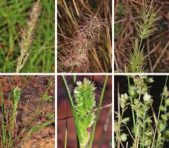 Image result for Eragrostis paniciformis