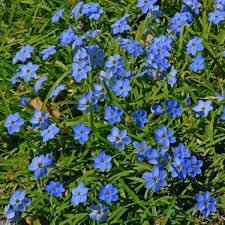 Ipheion Rolf Fiedler Diese Blaue Sternblume Zeichnet Sich Durch Ihre Sehr Schone Farbe Aus Pflanzzeit Ist Im Herbst Pflanzen Blumenzwiebeln Naturgarten