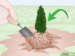 The answer to this depends upon what lies nearby and the variety you are planting. How To Plant Arborvitae Trees 14 Steps With Pictures Wikihow
