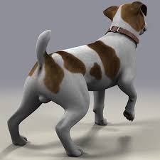 Jack L Terrier Fur 3d Model Terrier Jack Russell Jack Russell Terrier