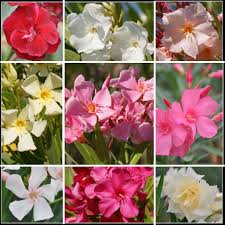 Quel engrais pour laurier rose. Comment Choisir Son Laurier Rose Tijardin Producteur De Plantes Fleuries Mediterraneennes