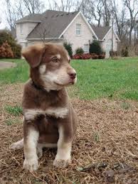 If you are unable to find your labrador retriever puppy in our puppy for sale or dog for sale sections, please consider looking thru thousands of labrador retriever dogs for adoption. Chocolate Husky Mix Cute Animals Mixed Breed Dogs Labrador Retriever Mix