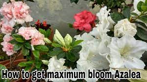 Azalea Par Jyaada Flower Paane Ki Care Jane Youtube