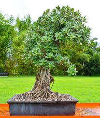 Image result for Ficus