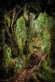 Enjoy being surrounded by beautiful ferns, orchids, and pitcher plants. Mossy Forest Gunung Irau Malaysia By Muhd Cameron Highlands Forest Rainforest