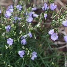 Campanula Rotundifolia Is A Low Growing Long Flowering Perennial Drought Tolerant And Easy Care Attractive Blue Flowering Plants Perennial Plants Campanula