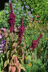 Image result for Amaranthus cruentus