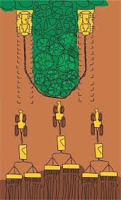 Image result for Bulbostylis scabricaulis