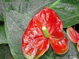 Pin On Plants Poisonous To Pets