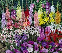 100 Pieces Gladiolus Flower Backyard Flowers Flowers
