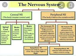 The nervous system's main function is to control the operation and movements of the body based on the sensory information it gathers, both internally and the peripheral nervous system (pns) monitors and coordinates internal organ function and responds to changes in the external environment. Give The Flow Chart Of The Nervous System Of The Human Beings Brainly In