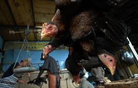 Maybe you would like to learn more about one of these? Wow Harga Daging Ayam Kampung Tembus Rp 150 Ribu Per Ekor Berita Cikarang