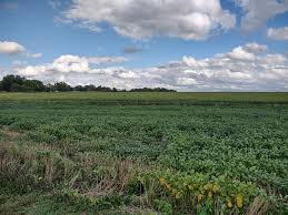 Image result for Newtonia