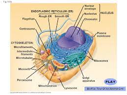 If you have some other questions concerning the animal cell and its structure, a professional team of biology tutors can easily answer them. Chapter 6 A Tour Of The Cell Ppt Download