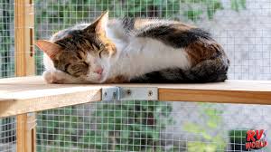 Outdoor cat runs, cat enclosures & cat cages. Diy Catio Window Porch For Cats Rv World Blog