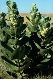Broadleaf Milkweed Sw Ks Milkweed Asclepias Plants