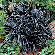 Image result for Ophiopogon