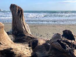 Wild Drift Wood On Beach Driftwood Outdoor Water