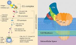 Image result for Complement Pathway