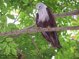 Maybe you would like to learn more about one of these? 84 Gambar Burung Elang Kalimantan Terbaik Gambar Hewan