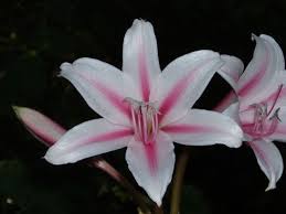 Image result for Crinum harmsii