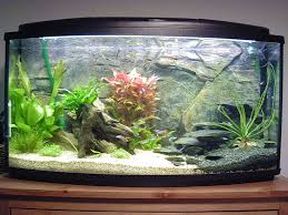 Do You Own A Home Aquarium Then You Must Know What Ph Is When You Install A Freshwater Aquarium In Your Home Or Office Y Planted Aquarium Fish Tank Aquarium