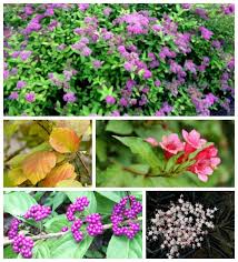 Browse our convenient collection to find all the shrubs and vines we offer for usda hardiness zone 5. 5 Top Flowering Shrubs For Multiple Season Interest In Your Garden