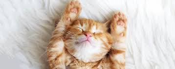 Vet Q A How Do I Trim My Cat S Claws Pdsa